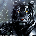czarny-tygrys avatar