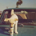 d-beat-horsegirl avatar