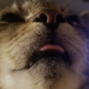 d-e-s-i-d-e-r-a-t-a avatar