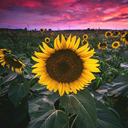 d-r-e-e-a-m-e-e-r avatar