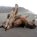 d-r-i-f-t-w-o-o-d avatar