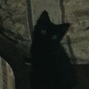 d1etcokech4rli3 avatar