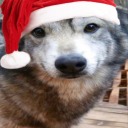 d1sapp01ntm3nt avatar