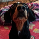 dachshund-columbo-blog avatar