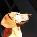 dachshund-vibes avatar