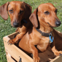 dachshundaday avatar