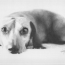 dachshundrescueoflosangeles avatar