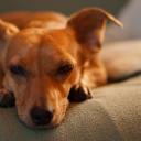 dachshundsblog avatar