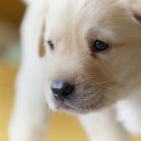 daddyinmo4ltrbbg avatar