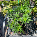 daddyishome559 avatar