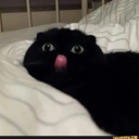 daddys-kitten234 avatar