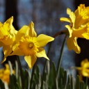 daddysflowerboy avatar