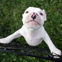 daddyslilpitbull avatar