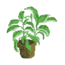 dadplant avatar