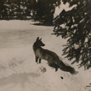 dadsheartattack avatar