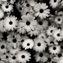 daedream01-blog avatar