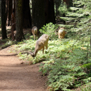 daffo-dilly-dally avatar