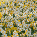 daffodil0darling avatar