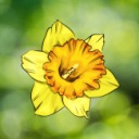 daffodildamsel avatar