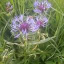 daffodils-and-edelweiss avatar