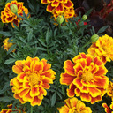 daffodils-and-the-tuscan-sun avatar