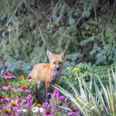 daffodilsatdusk avatar