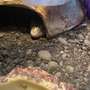 daffodilsdiary avatar