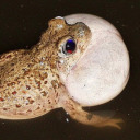 daggerandpotion avatar