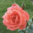 dagnydestroyed avatar