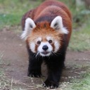 daia-red-panda10 avatar