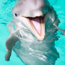 daily-dolphin avatar