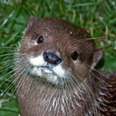 dailyaffirmationotter avatar