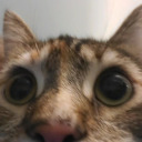 dailybabykitties avatar