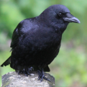 dailybaileyphotography avatar