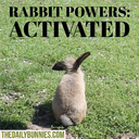 dailybunnymemes avatar