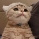 dailycatsblog avatar