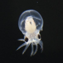 dailycephalopods avatar