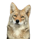 dailycoyotes avatar