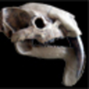 dailyfossil avatar