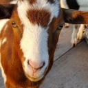 dailygoatpics avatar