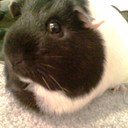 dailyguineapig-blog avatar