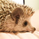 dailyhedgehoge avatar