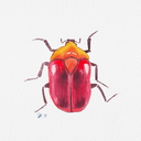 dailyinsectart avatar