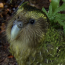 dailykakapo avatar