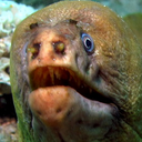 dailymorayeels avatar