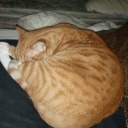 dailypicsofleo avatar