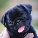 dailypugblog avatar