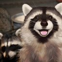 dailyraccoons avatar