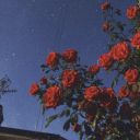 dainty-doll-house avatar