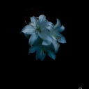 daintyandsadd2 avatar